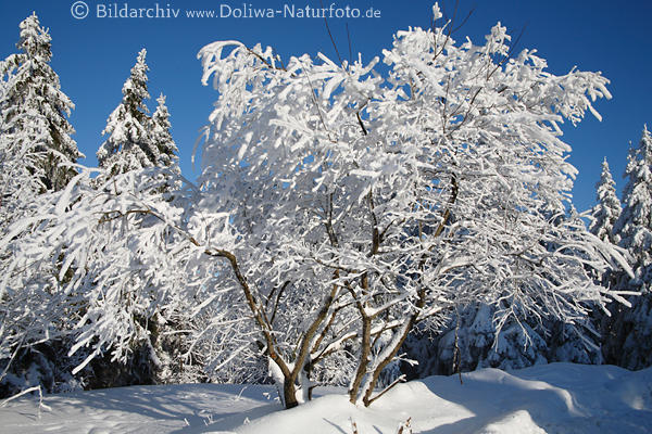 Winterpracht am Baum Strauchzweige Winterbild im Schnee Winterstarre am Waldrand
