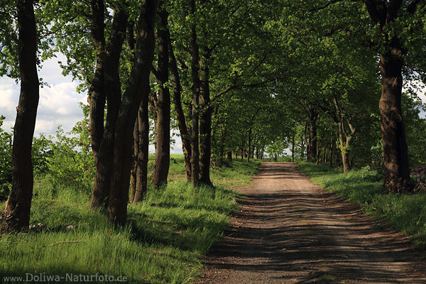 Baumallee Grnbltter in Wind Frhling Seitenlicht Landschaft Naturidylle