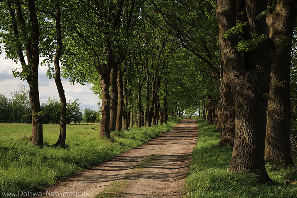Bume Allee in Seitenlicht Frhling Landschaft Grnbltter in Wind