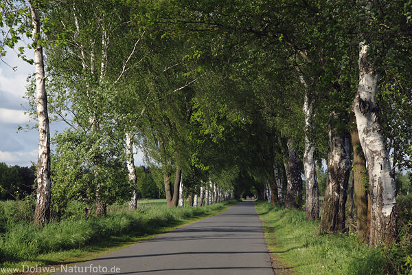 Birkenallee Bume in Wind Seitenlicht ber Strasse