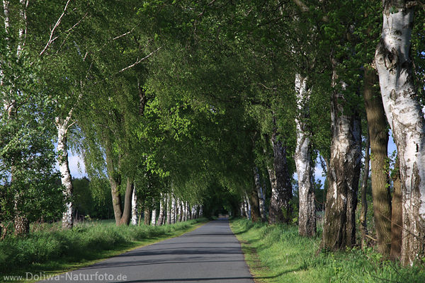 Birkenallee Frhling weisse Bume in Wind Seitenlicht Strasse