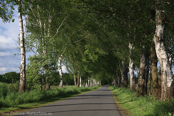 Birkenallee weisse Baumstmme Foto 1600413 Grnbltter in Wind Seitenlicht Strasse Landschaft Weg
