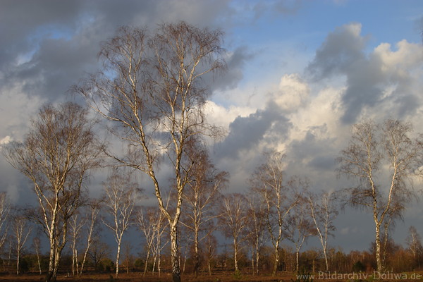 Birkenwald Bume weie Stmme ohne Bltter vor Wolken Stimmung am Himmel