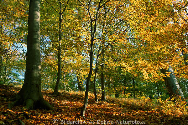 Wald Baumbltter Herbstbild Buchen Birken Gelbbltter