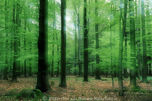Wald Bltter abstrakt Frhlingsfoto frisches Grn