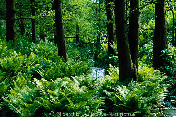 Grner Farn Dryopteris filix-mas Farndickicht Grnbltter unter Bumen am Bachwasser