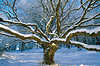Eichenbaum ste in Schnee Sonnenschein