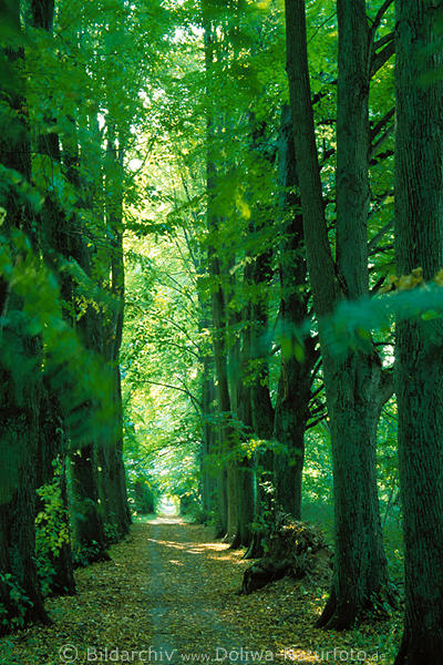 Waldweg grne Baumallee Foto am Schaalsee im Naturpark Lauenburgische Seen bei Zarrentin