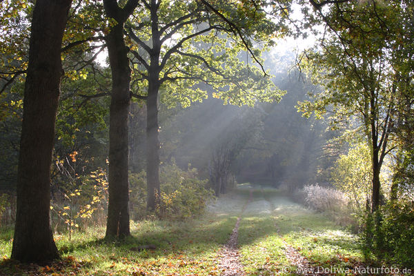 Baumallee in Dunst Morgennebel Lichtstreifen Naturstimmung