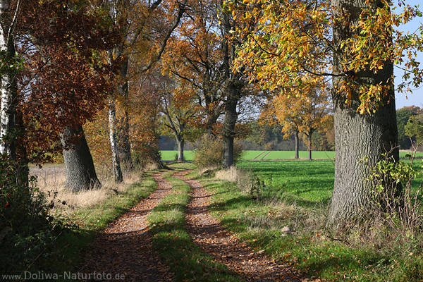 Feldallee Herbstfoto Landweg Bume Laub in Seitenlicht Naturbild neben Grnfelder