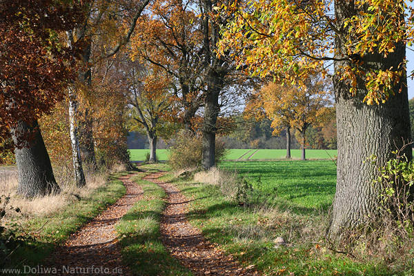 Feldallee Herbstbild Grnacker Landweg Naturfoto Bume Laub in Seitenlicht