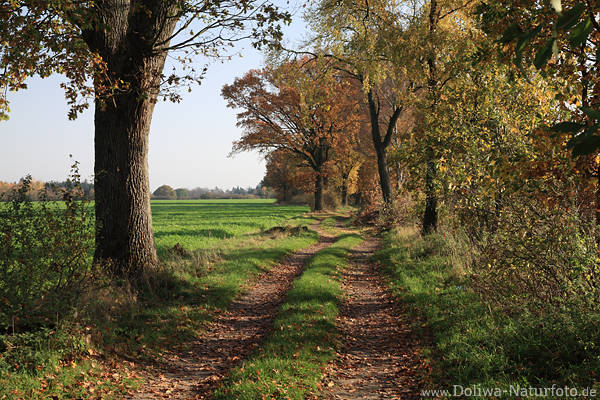 Feldallee Laub Bume Landweg Herbstbild Lichtschatten neben Grnacker Weite Naturfoto