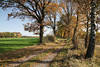 Feldallee Grünacker Herbstbild Laub Bäume Landweg Lichtschatten Naturfoto