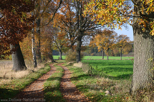 Feldallee in Herbst Naturfoto Bume Landweg Laub Bltter in Seitenlicht