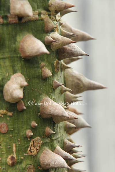 Chorisia insignis Baumstamm scharfe Stacheln ber grne Borke