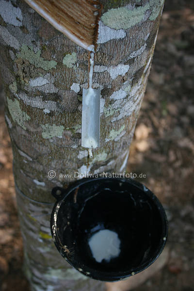 Gummibaumrinde Milchsaft Zapfschnitt Latex Abflussrinne zum Eimer fliessen