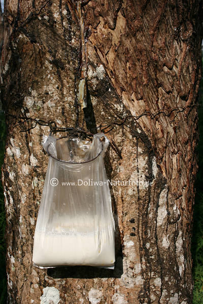 Milchsaft (Latex) Beutel am Feigenbaum hngen Gummi Kautschukmilch Zapfschnitt