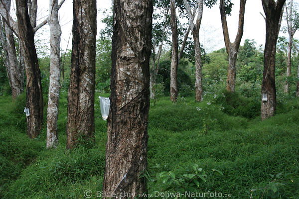 Gummibaum Ficus elastica Waldplantage in Thailand