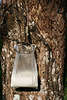Milchsaft (Latex) Beutel Foto am Feigenbaum hngen Gummi Kautschukmilch Zapfschnitt