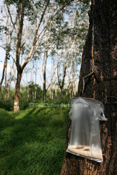 Gummibaum Bilder Ficus elastica Assamkautschuk Gewinnung Foto Feigenbaum Plantage in Thailand