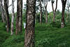 Gummibaum Ficus elastica Wald & Plantage in Thailand zur Assamkautschuk Gewinnung