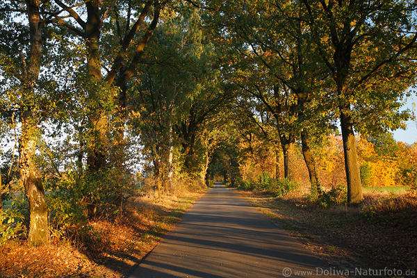Herbstallee Baumtunnel Landstrasse im Seitenlicht