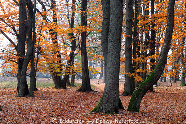 Herbstwald Bume Naturfoto Stmme Herbstbltter Laub am Waldboden