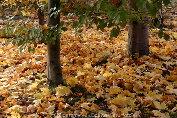 Forest leaves in autumn colors