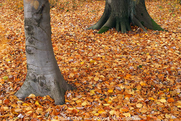 30688 Baumstmme im Herbstlaub Waldlaub unter Bumen
