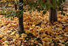 30540_ Herbstbltte unter Baum im Herbst, Herbstwald Foto