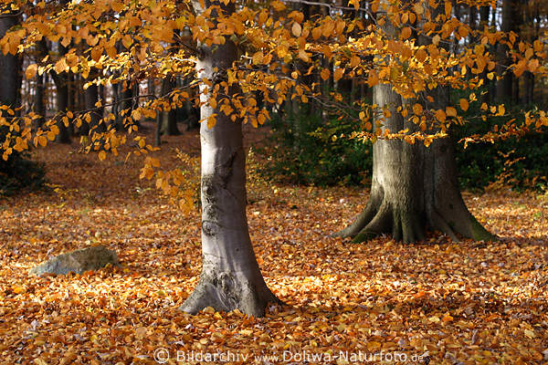 Herbstwald Laub goldrote Bltter Baumstmme Bilder Wurzeln