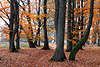 30669_ Wanderweg durch Wald, Herbstwald