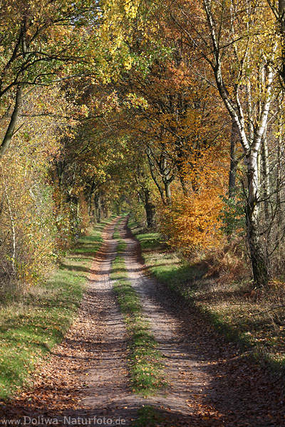 Herbstwaldallee Naturfoto Baumblttertunnel Weg in Seitenlicht romantische Herbststimmung