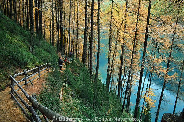 Lrchenwald Nadelbume Goldfarben Pfadkurve um Bergsee in Sdtirol Kiefernwald