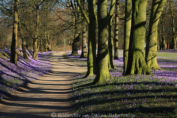 Baumallee grne Stmme am Weg Blumenfeld Frhling Landschaft Romantik
