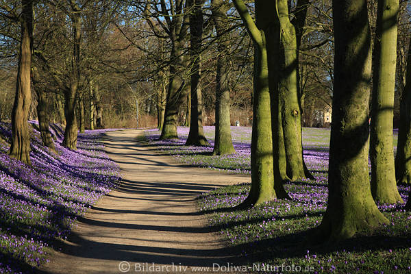 Baumallee Parkweg lila Frhlingsblte