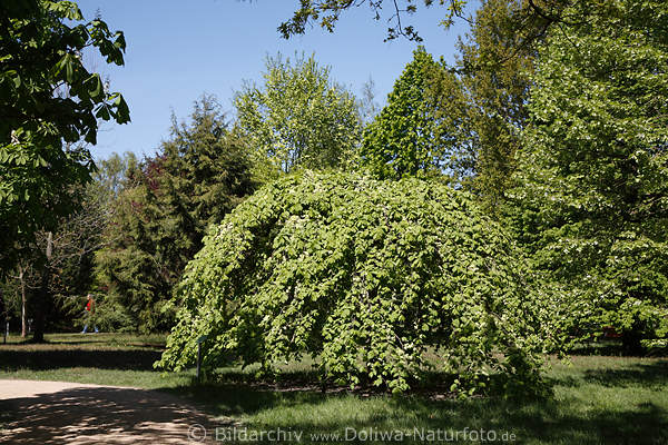Ulme Hngekrone Ulmus Baumflora Ulmengewchs Rster Bume
