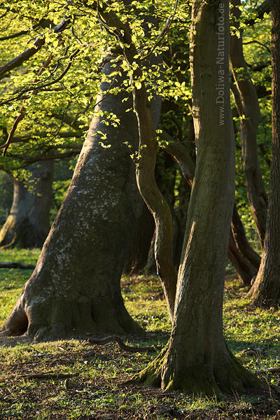 Urwald Baumstamm Formation Naturformen in Abendlicht schiefstehende Bume