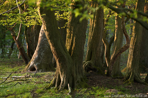 Urwald bizarre Baumstmme in Abendlicht Naturbild Altstmme unter Grnblttern