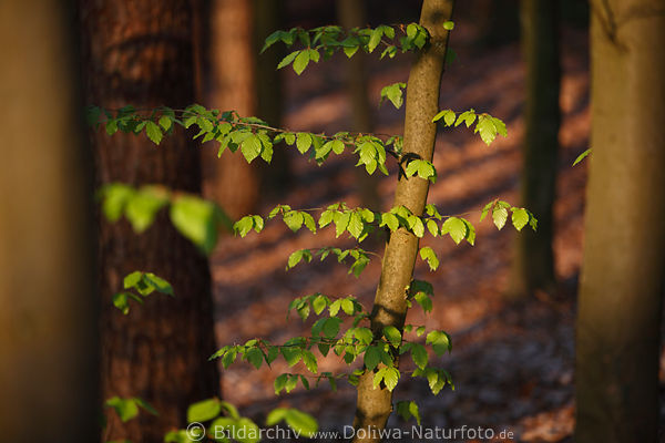 Waldbume grne Bltter Frhling Rotlicht Baumstmme lange Schatten rote Waldtiefe