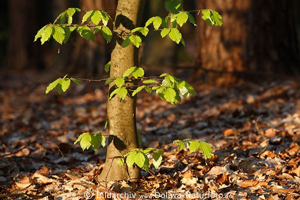 Waldbaum grne Frhlingsbltter rotgefrbtes Laub