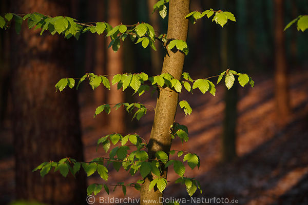Wald Bume im Rotlicht Frhling grne Bltter Baumstamm tiefe rote Waldschatten