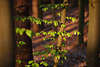904242_ Waldbume grne Bltter im Frhling Rotlicht Foto, Baumstmme lange Schatten in roter Waldtiefe