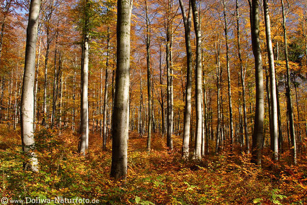Herbstwald Bäume Blätter Goldfarbe Natur-Romantik Stämme Vielzahl