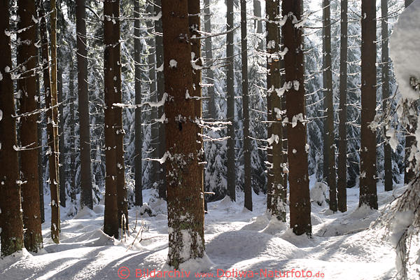 Winterwald Bume in Schnee Baumstmme Sonnenlicht Stimmung Natur