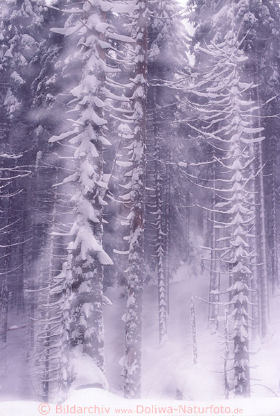 SchneeWald Nadelbume abstrakt Winterbild