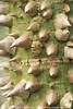 Flaschenbaum Chorisia Borke mit Stacheln