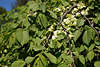 Hänge-Ulme grüngelbe Blüten Bild in Grünblätter Ulmengewächs Baum Hängekrone Nahfotos