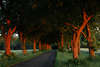 Allee rote Baumstämme Fotos in Abendlicht über Weg Grünfeld dichter Baumtunnel