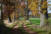 Feldallee Herbstfoto Landweg Bäume Laub in Seitenlicht Naturbild neben Grünfelder